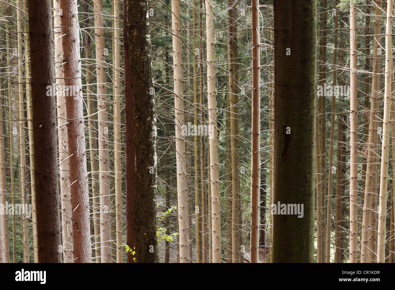 Spruce forest monoculture, Tegernsee Valley, Upper Bavaria, Bavaria, Germany, Europe, PublicGround Stock Photo
