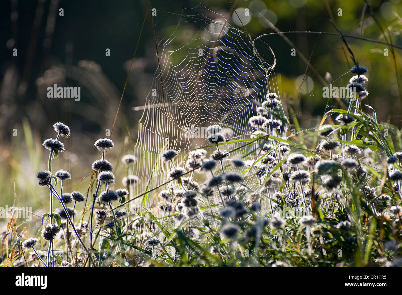 Spider web on an autumn morning Stock Photo