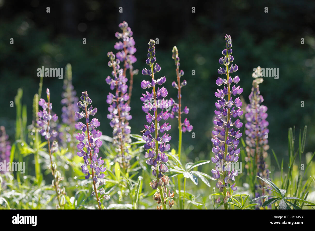 Narrowleaf lupine, Blue lupine (Lupinus angustifolius), Fichtelgebirge mountain range, Upper Franconia, Franconia, Bavaria Stock Photo