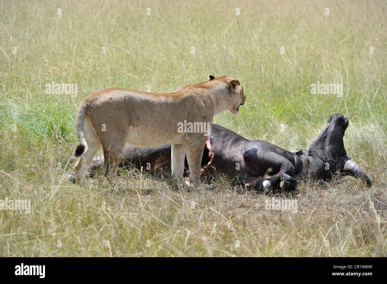 East African lion - Massai lion (Panthera leo nubica) lioness devouring ...