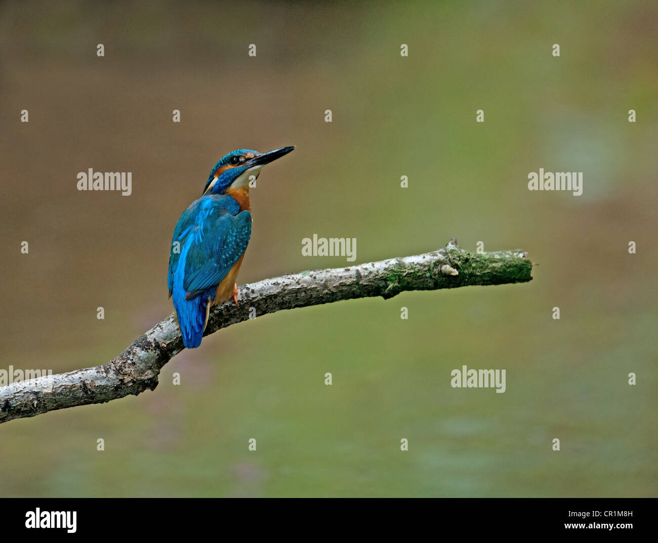 MALE KINGFISHER ALCEDO ATTHIS PERCHED ON BRANCH. UK Stock Photo
