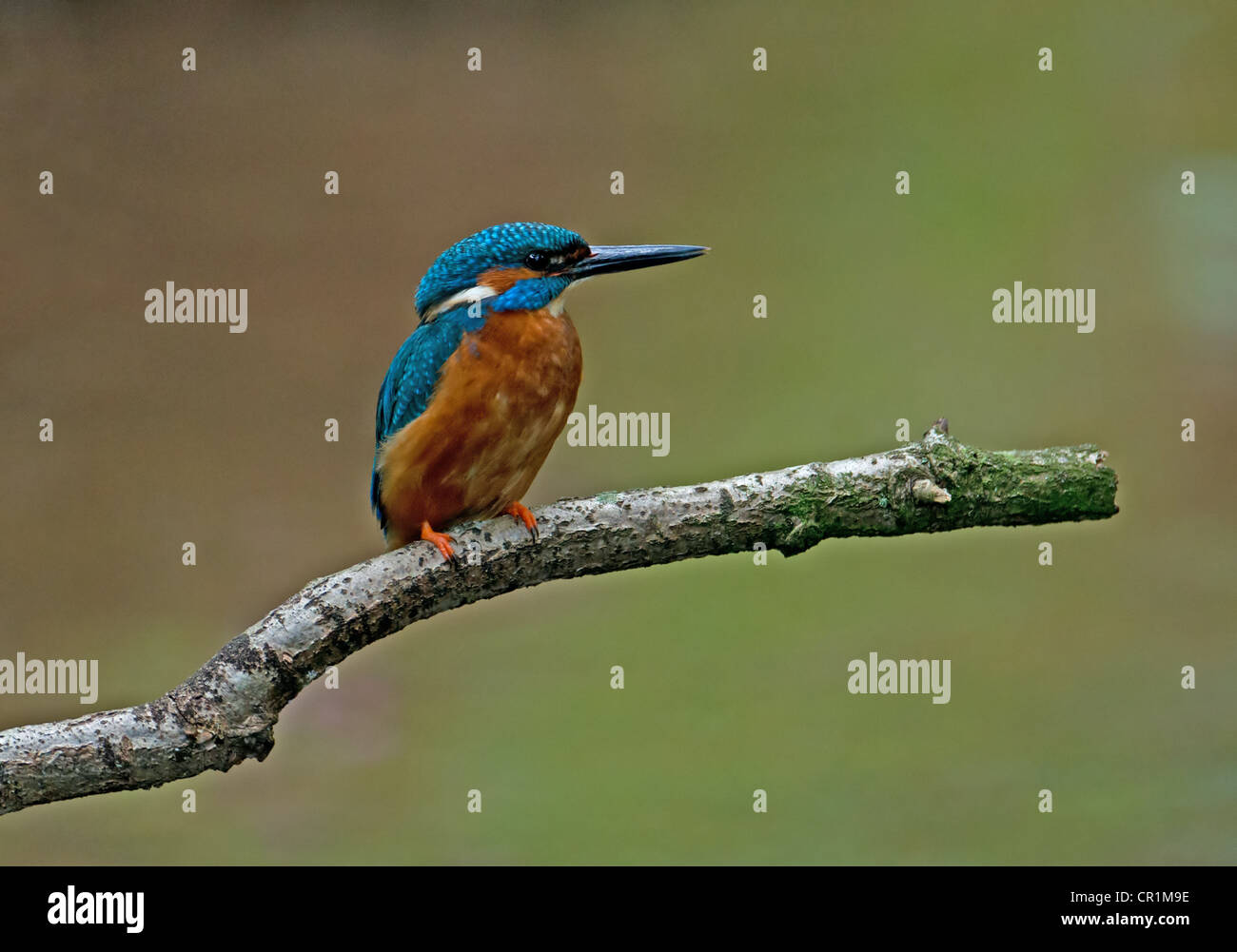 MALE KINGFISHER ALCEDO ATTHIS PERCHED ON BRANCH. UK Stock Photo
