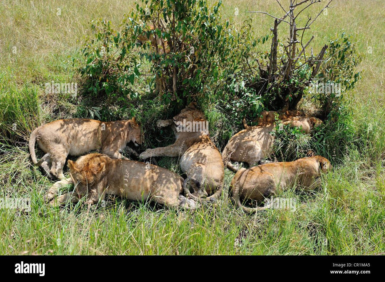 East African lion - Massai lion (Panthera leo nubica) pride sleeping in the shade of bushes in the savanna Masai Mara Stock Photo