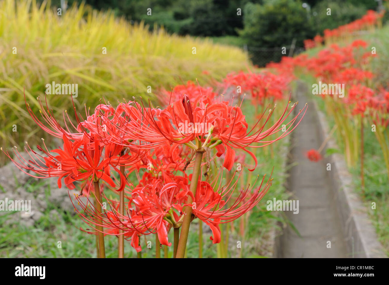 Characteristic wild Spider Lily (Lycoris) on the edge of the rice paddies without leaves, Iwakura near Kyoto, Japan, East Asia Stock Photo