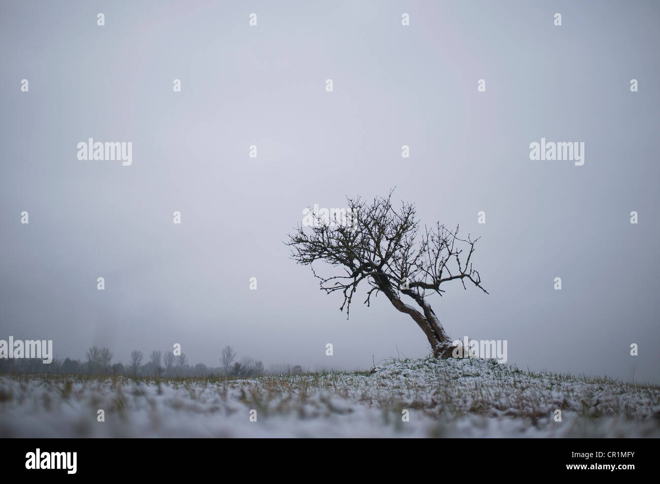 Bare tree growing in snowy landscape Stock Photo - Alamy