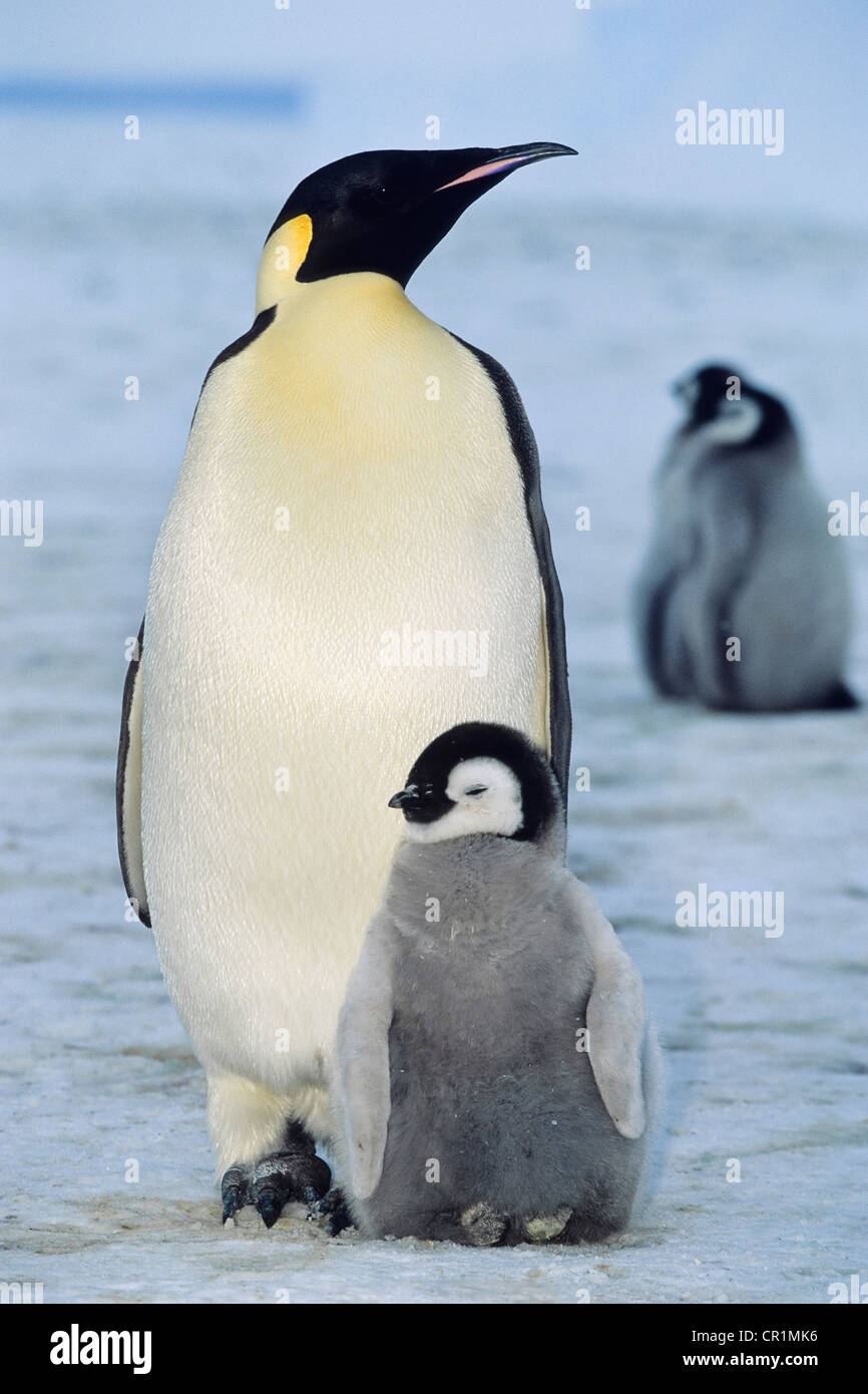 Emperor penguin (Aptenodytes forsteri) with chicks, shelf ice, ice shelf, Weddell Sea, Antarctica Stock Photo