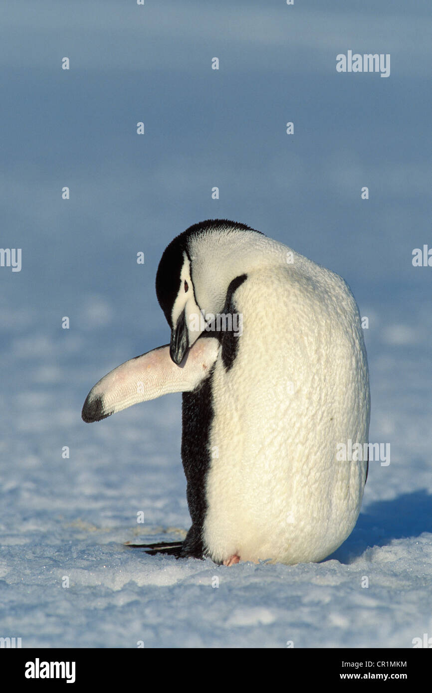 Chinstrap penguin (Pygoscelis antarctica), preening, Antarctica Stock Photo