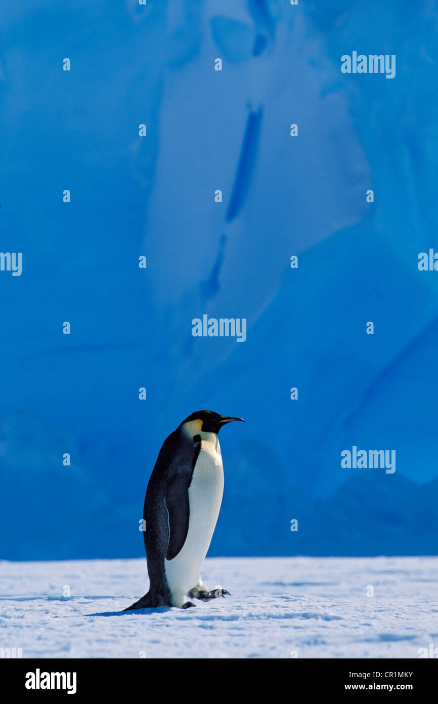 Emperor penguin (Aptenodytes forsteri) walking in front of an iceberg, Weddell Sea, Antarctica Stock Photo