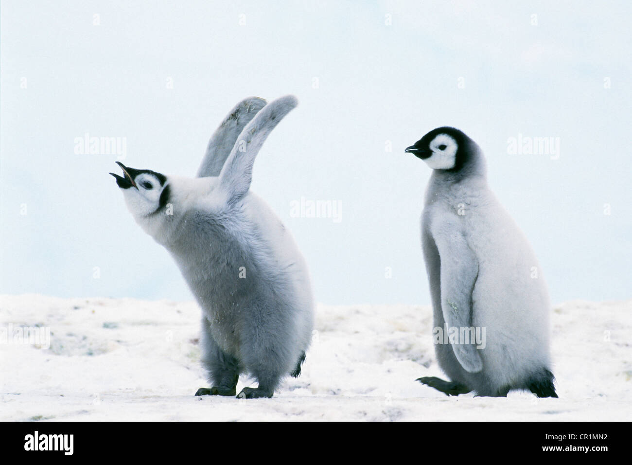 Emperor penguin (Aptenodytes forsteri) chicks, Weddell Sea, Antarctica Stock Photo