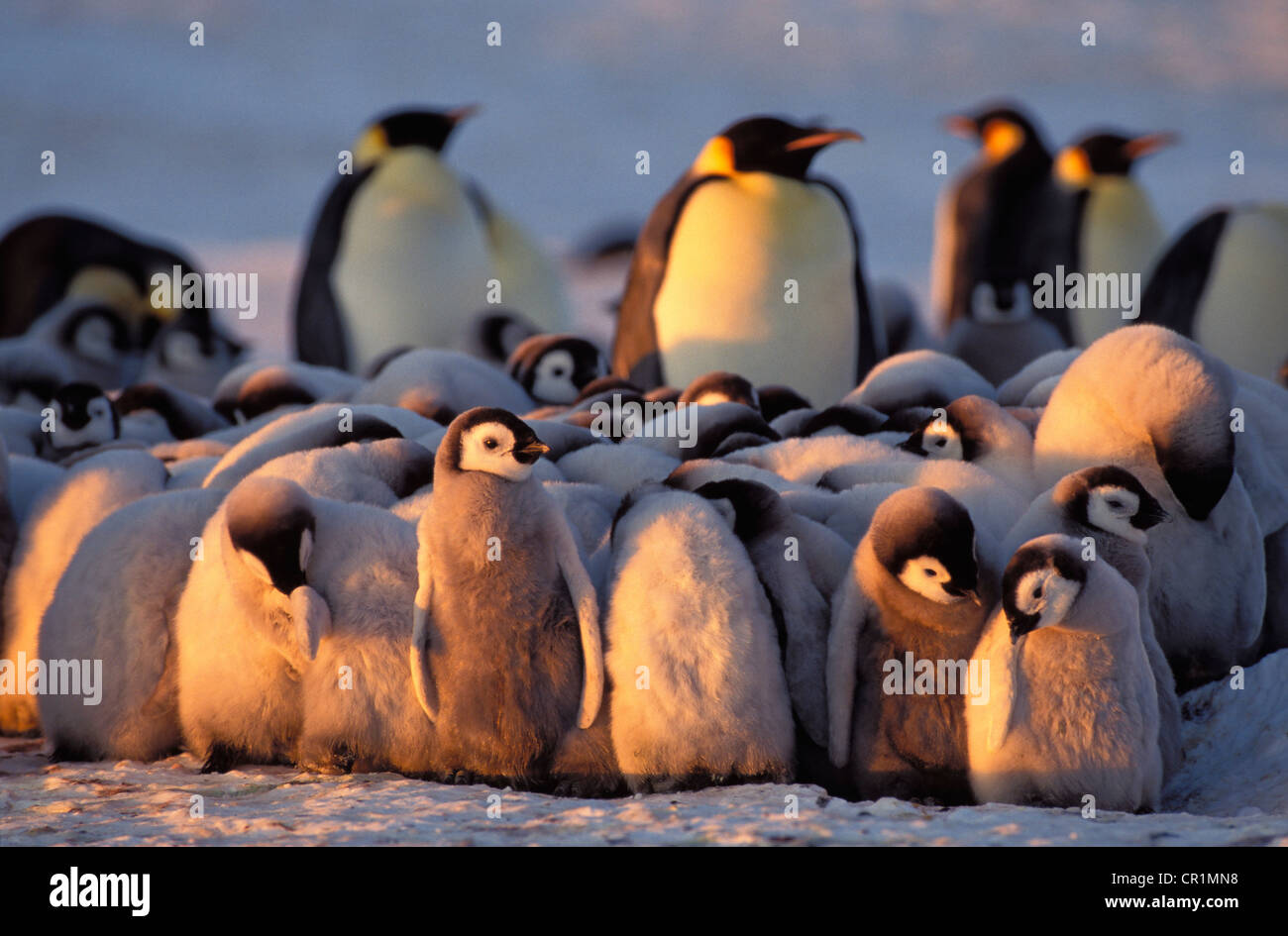 Emperor penguins (Aptenodytes forsteri) with chicks, Weddell Sea, Antarctica Stock Photo