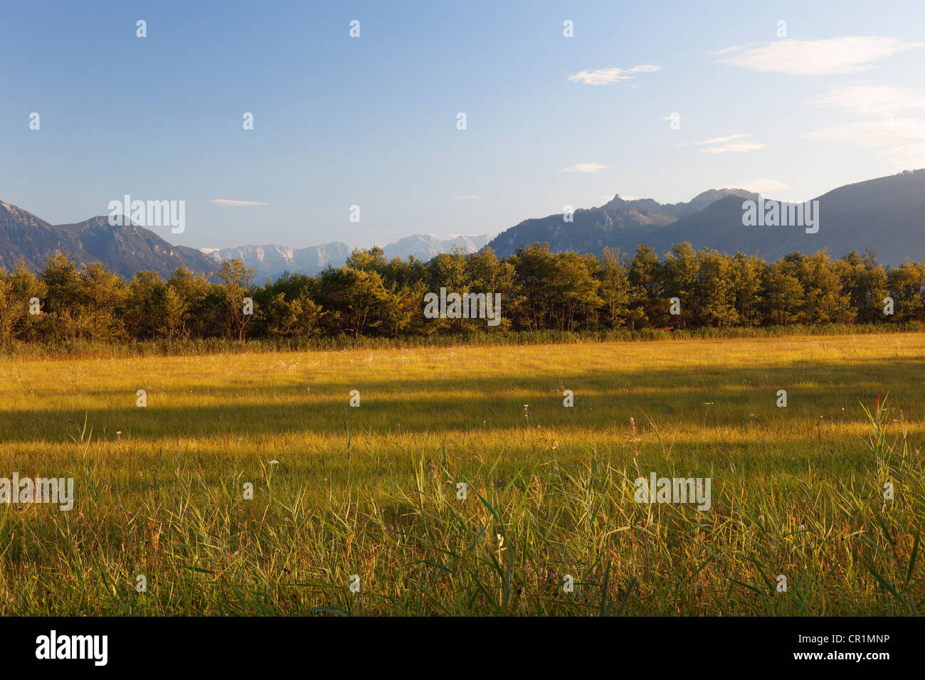 Murnauer Moos marshland, Murnau, Blaues Land region, Upper Bavaria, Bavaria, Germany, Europe, PublicGround Stock Photo