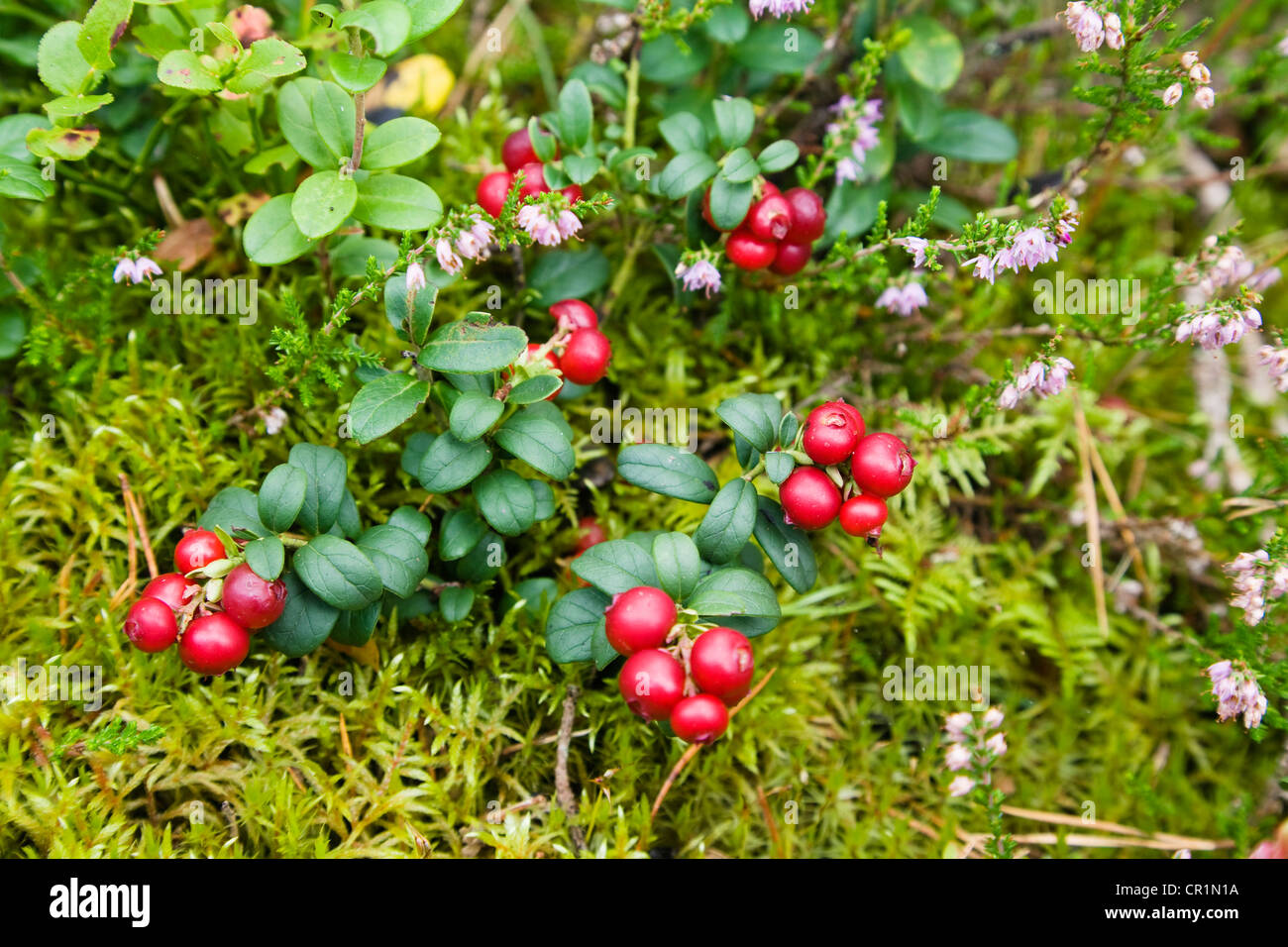 Cranberries (Vaccinium vitis-idaea), Sweden, Scandinavia, Europe Stock Photo