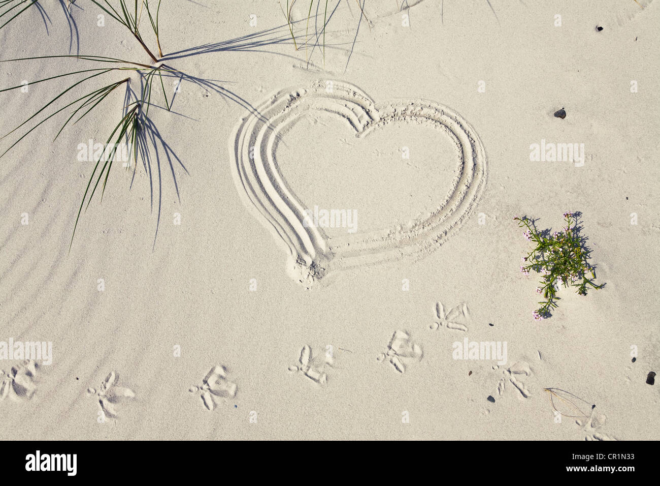 Heart symbol in sand with gull track on the beach, Bornholm, Denmark, Europe Stock Photo