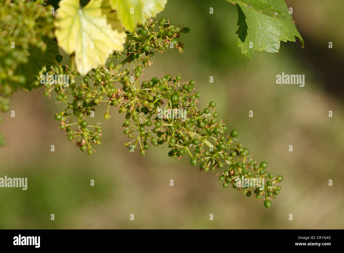 Unripe grapes (Vitis vinifera subsp. vinifera), Wachau, Lower Austria, Austria, Europe Stock Photo