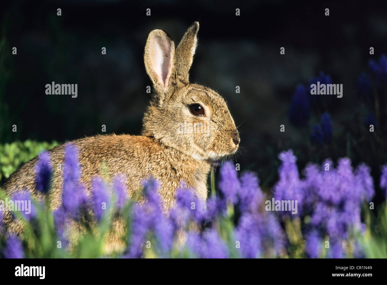 European Rabbit or Common Rabbit (Oryctolagus cuniculus) sitting in flower bed, Bavaria, Germany, Europe Stock Photo