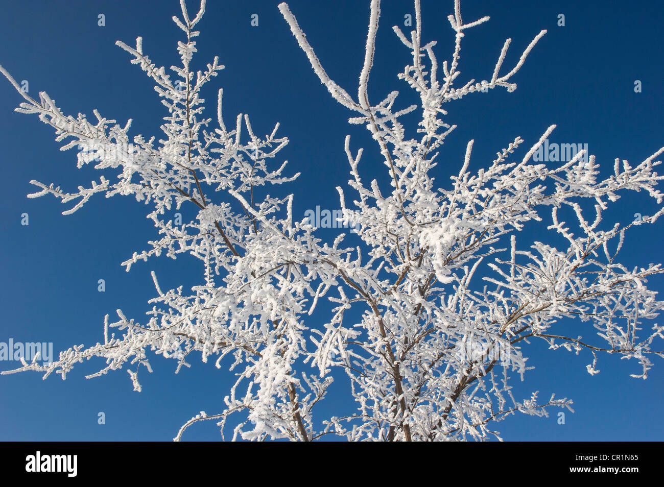 Hoarfrost on tree branches against blue sky Stock Photo