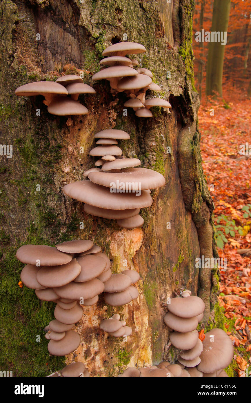 Wild-growing Oyster mushrooms (Pleurotus ostreatus), on a beech tree trunk (Fagus sylvatica), Taunus, Hesse, Germany, Europe Stock Photo