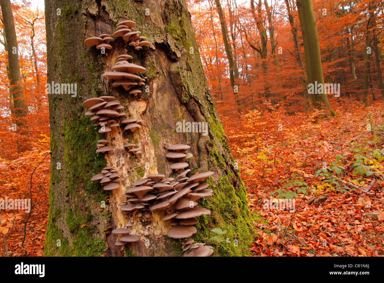 Wild-growing Oyster mushrooms (Pleurotus ostreatus), on a beech tree trunk (Fagus sylvatica), Taunus, Hesse, Germany, Europe Stock Photo