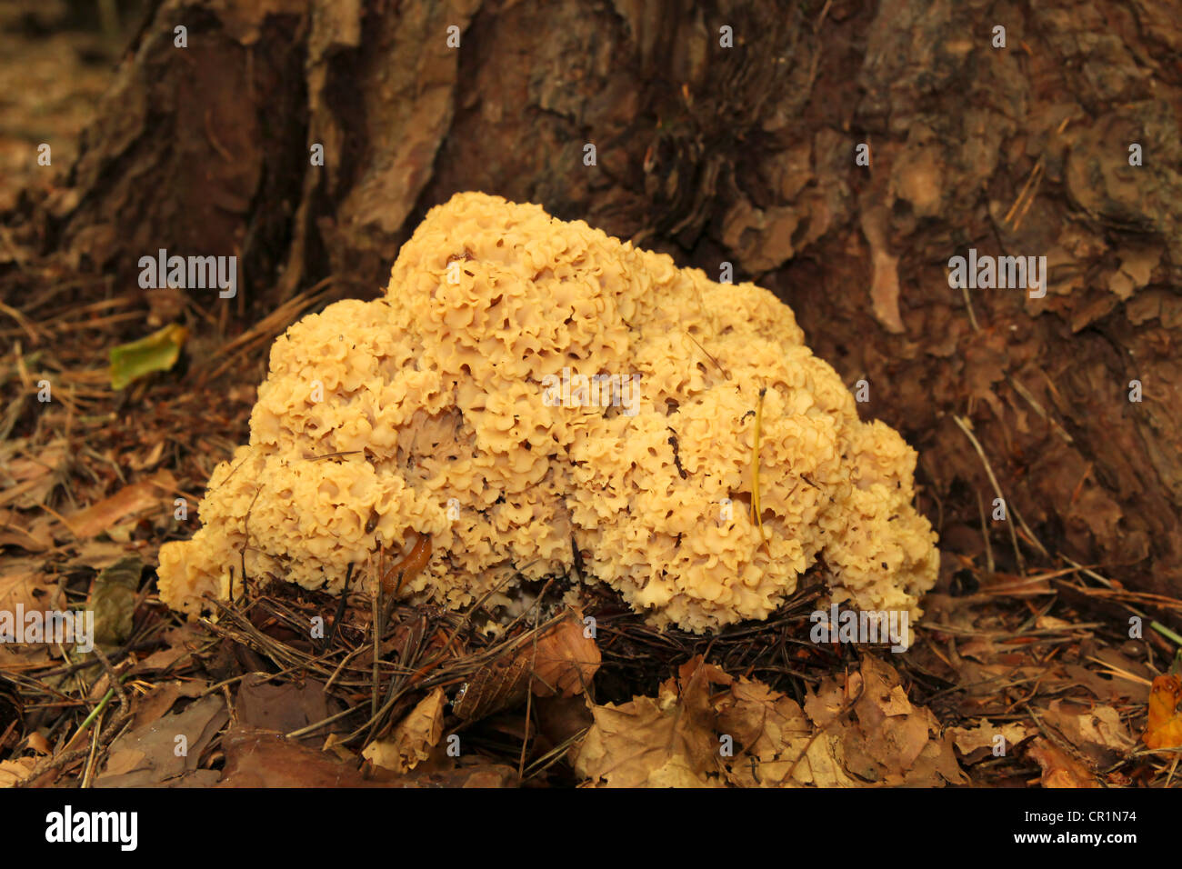 Cauliflower mushroom (Sparassis crispa) growing at the bottom of an old Scots pine (Pinus sylvestris) Stock Photo