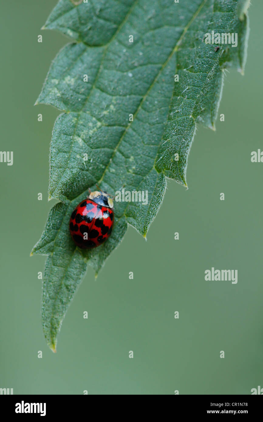 Harlequin Ladybird, Asian lady beetle, or Japanese ladybug or (Harmonia axyridis) on nettle leaf Stock Photo