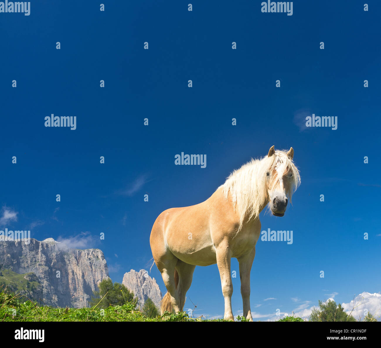 golden horse, Alpe di Siusi, Dolomites, Sudtirol, Italy Stock Photo