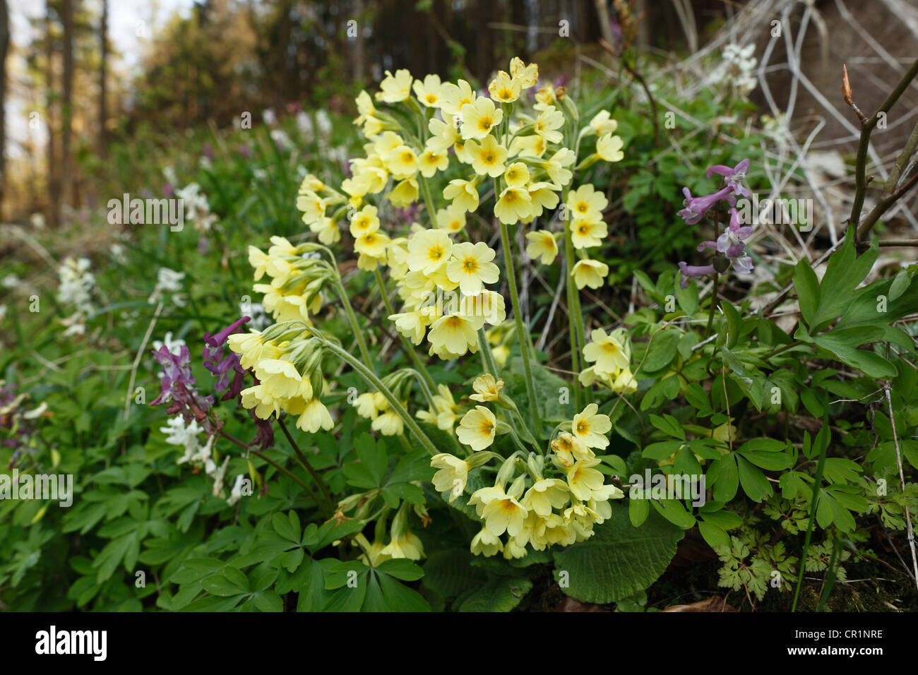 Oxlip (Primula elatior), Little Switzerland, Upper Franconia, Franconia, Bavaria, Germany, Europe Stock Photo
