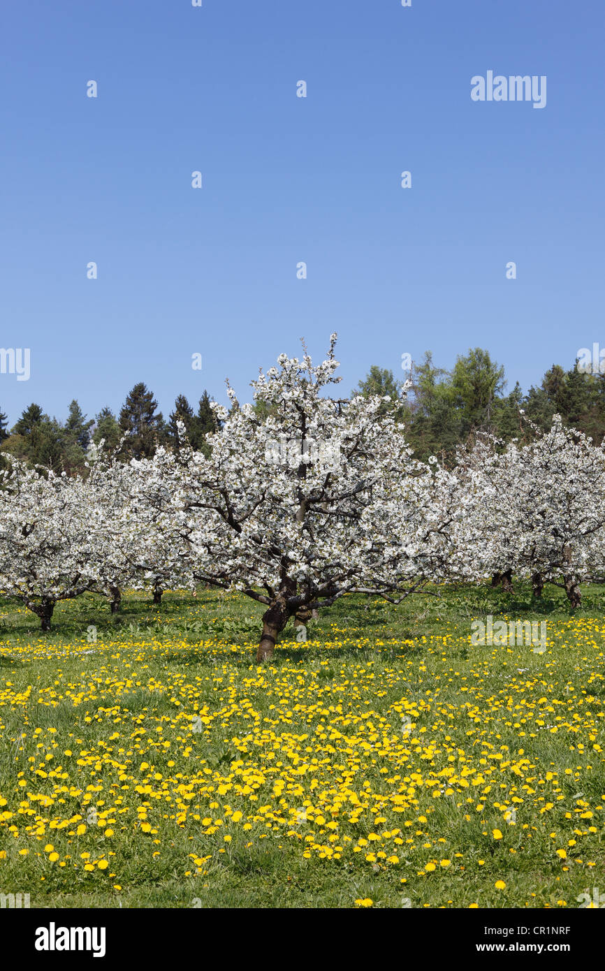 Flowering cherry trees, wild cherry, sweet cherry (Prunus avium), Wohlmannsgesees, municipality of Wiesenttal Stock Photo