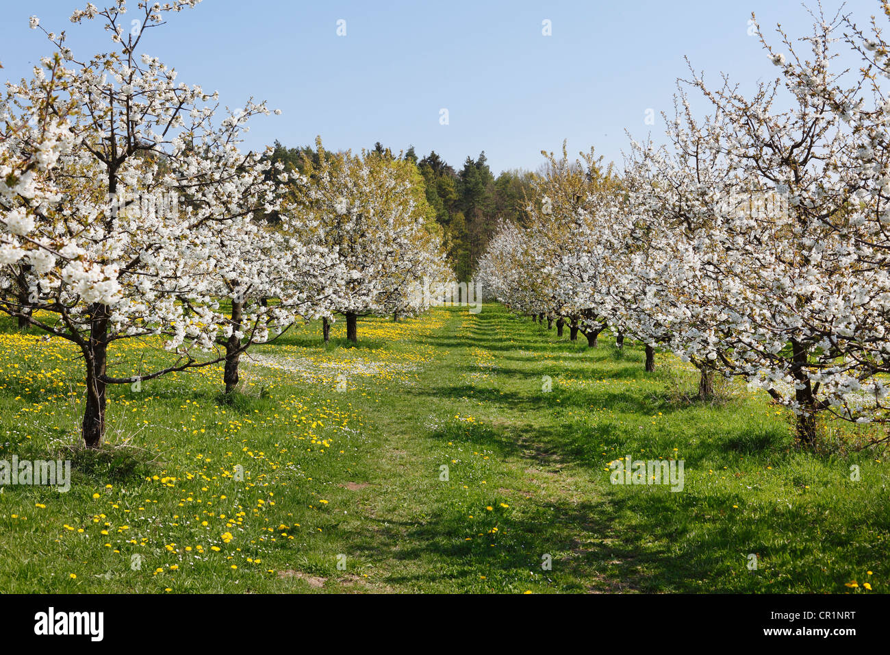 Flowering cherry trees, wild cherry, sweet cherry (Prunus avium), Wohlmannsgesees, municipality of Wiesenttal Stock Photo