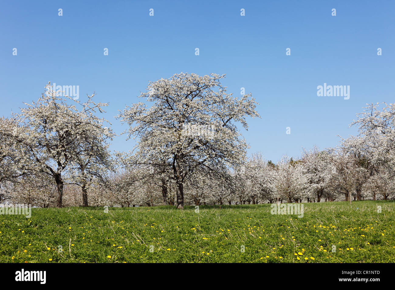 Cherry trees in blossom, Sweet cherry (Prunus avium), Hohenschwarz, Franconian Switzerland, Upper Franconia, Franconia, Bavaria Stock Photo