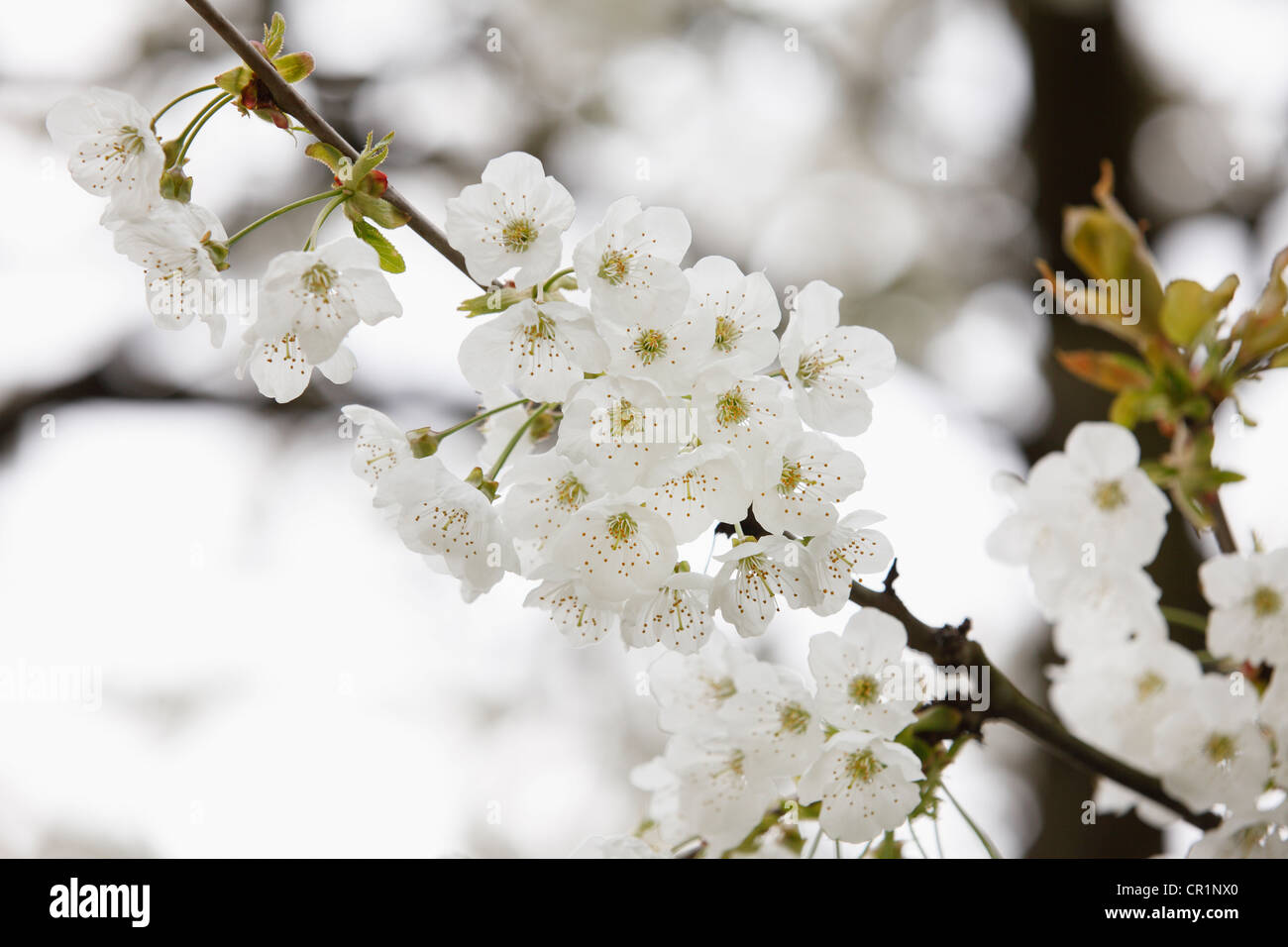 Cherry blossoms, flowers of the Wild cherry or Sweet cherry (Prunus avium), Franconian Switzerland, Upper Franconia, Franconia Stock Photo