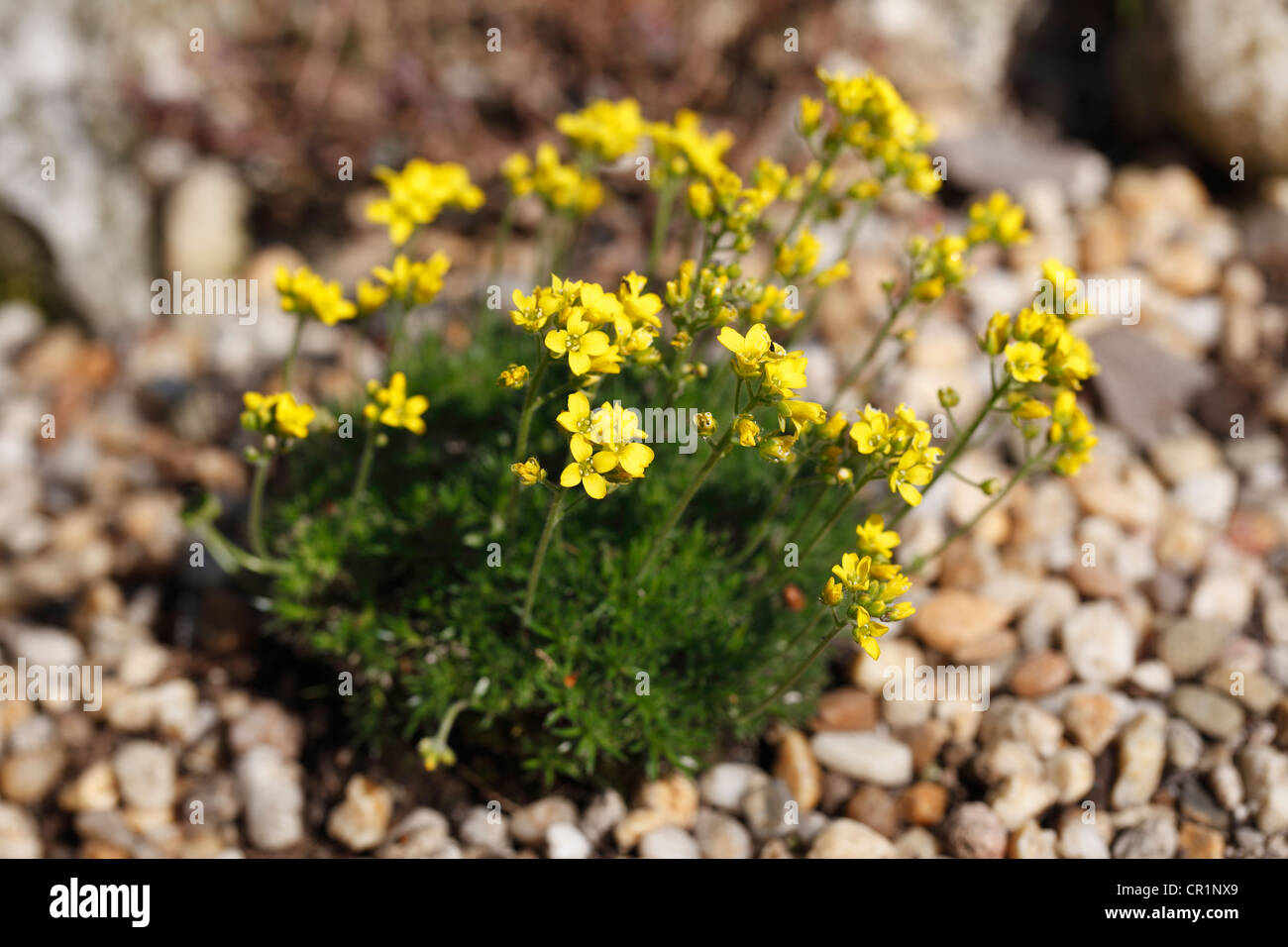 Yellow Whitlowgrass (Draba aizoides), garden plant, Bavaria, Germany, Europe Stock Photo