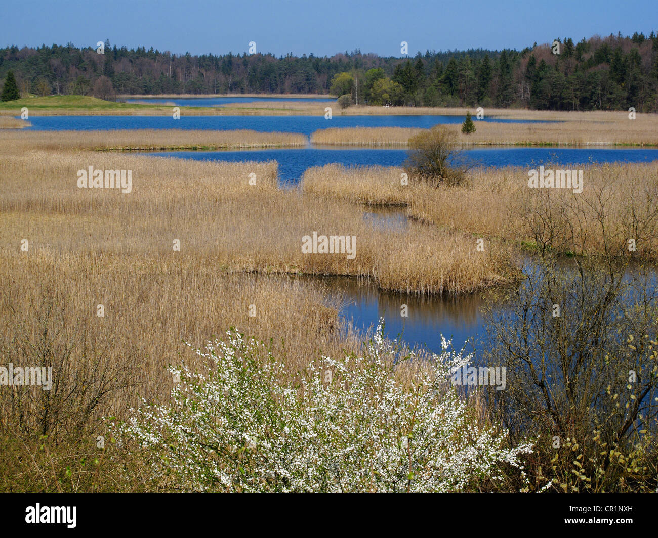 Fohnsee and Sengsee lakes, Osterseen Lakes, Fuenfseenland area, Upper ...