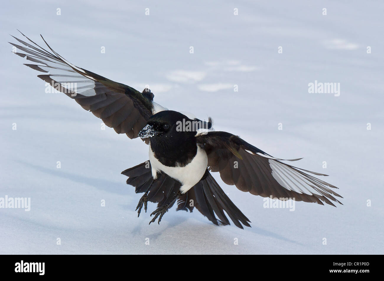 Black-billed Magpie (Pica pica) landing in snow. Stock Photo
