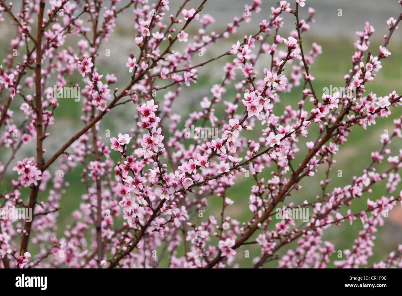 Flowering peach tree (Prunus persica), Wachau valley, Mostviertel region, Lower Austria, Austria, Europe Stock Photo