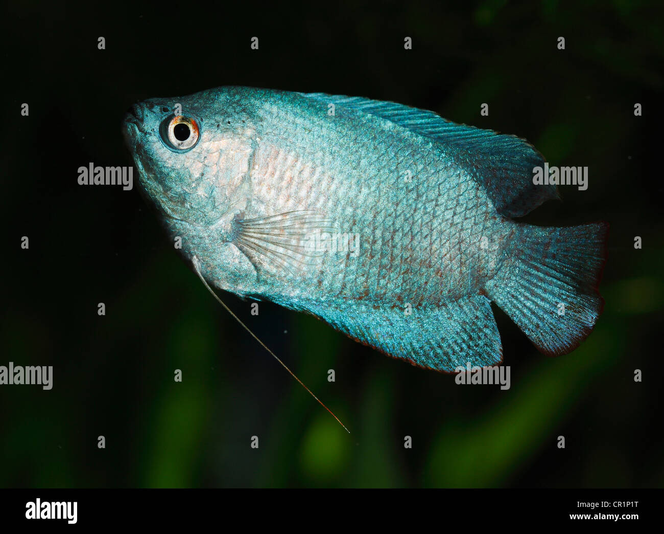 Dwarf gourami (Colisa lalia), male, neon blue cultivated form, freshwater aquarium fish, native to India Stock Photo