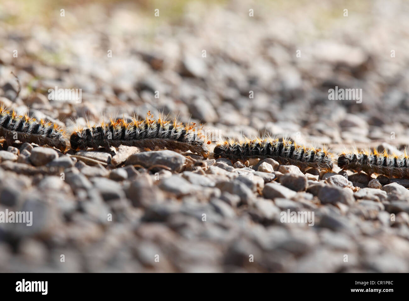Marching Pine Processionary larvae (Thaumetopoea pityocampa), Majorca, Balearic Islands, Spain, Europe Stock Photo