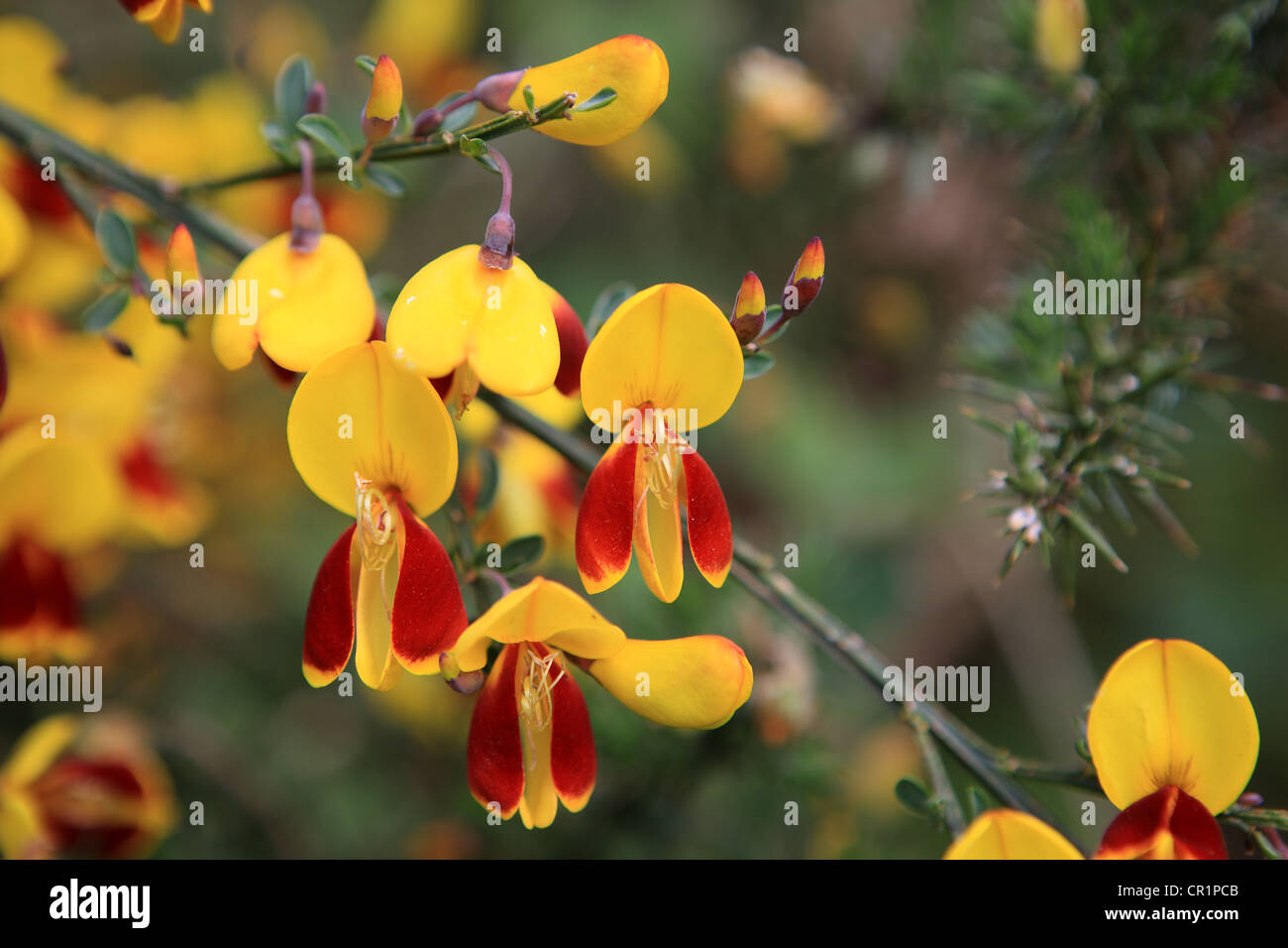 Red and yellow Scotch broom flowering in June in Scotland Stock Photo