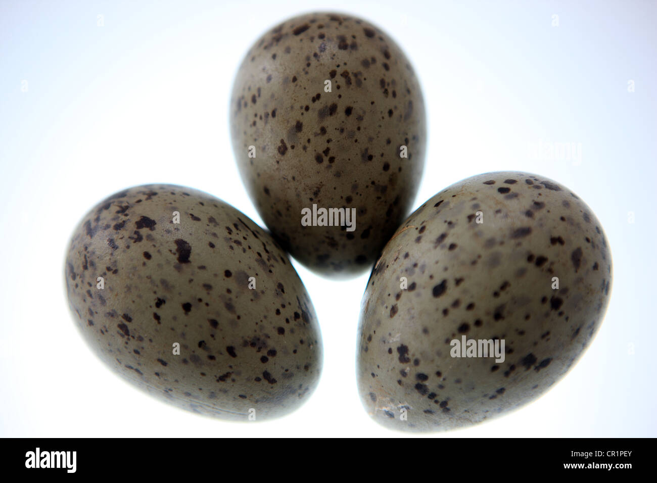 Herring Gull eggs on white background Stock Photo Alamy