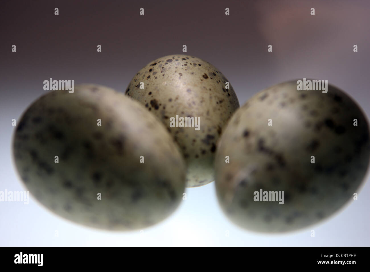 Herring Gull eggs Stock Photo Alamy