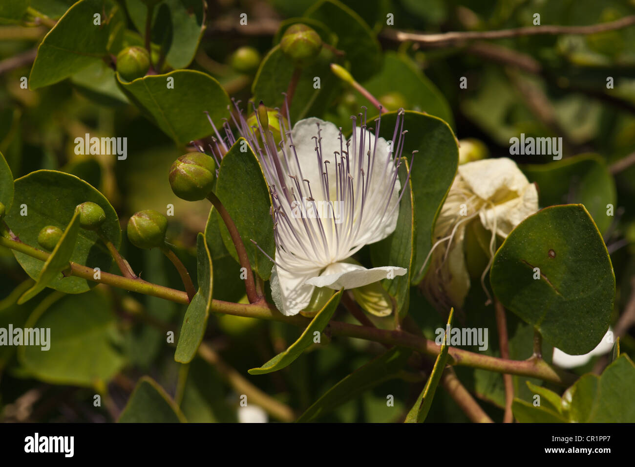 Caper Flower and buds Stock Photo Alamy
