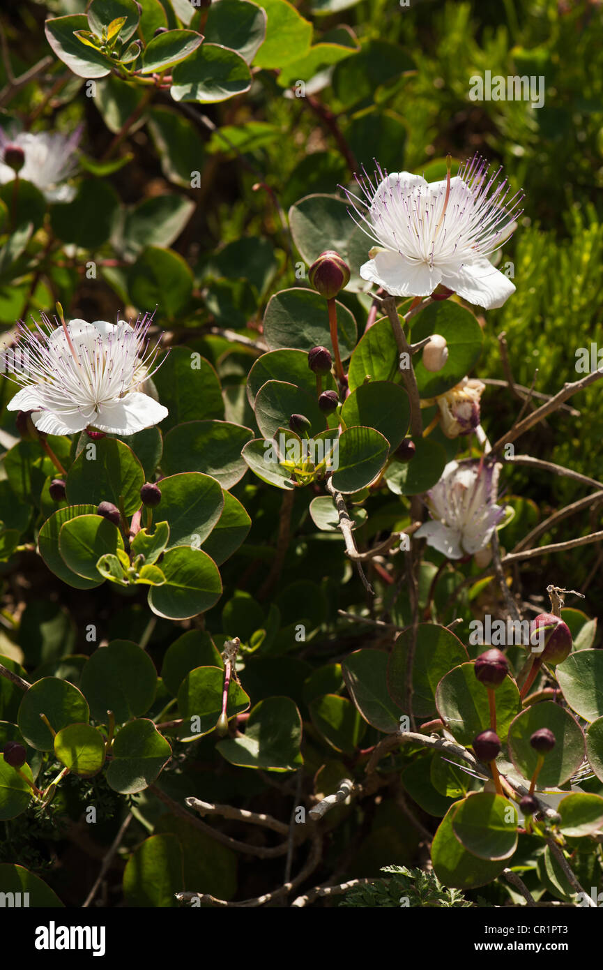Caper flowers and buds on bush Stock Photo Alamy