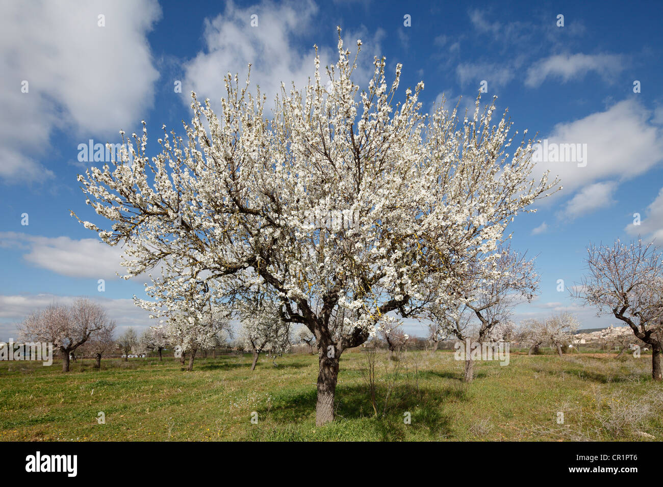 Blossoming Almond (Prunus dulcis) trees, Montuiri, Majorca, Balearic Islands, Spain, Europe Stock Photo