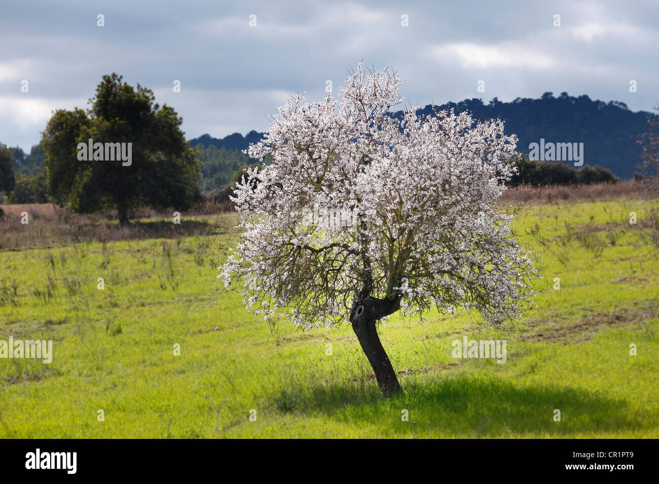 Blossoming Almond (Prunus dulcis) tree, Randa, Majorca, Balearic Islands, Spain, Europe Stock Photo