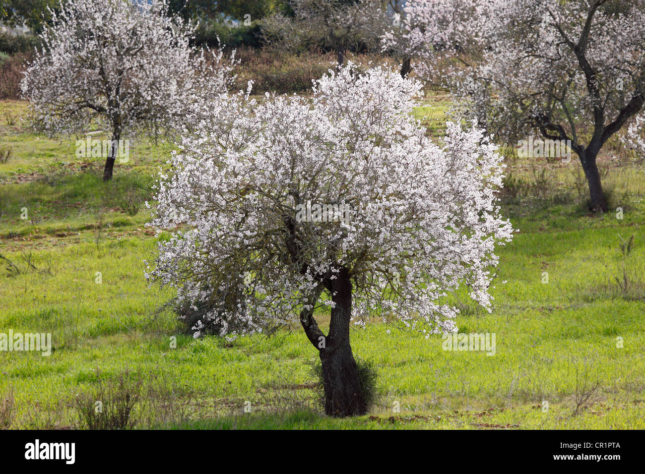 Blossoming Almond (Prunus dulcis) trees, Algaida, Majorca, Balearic Islands, Spain, Europe Stock Photo