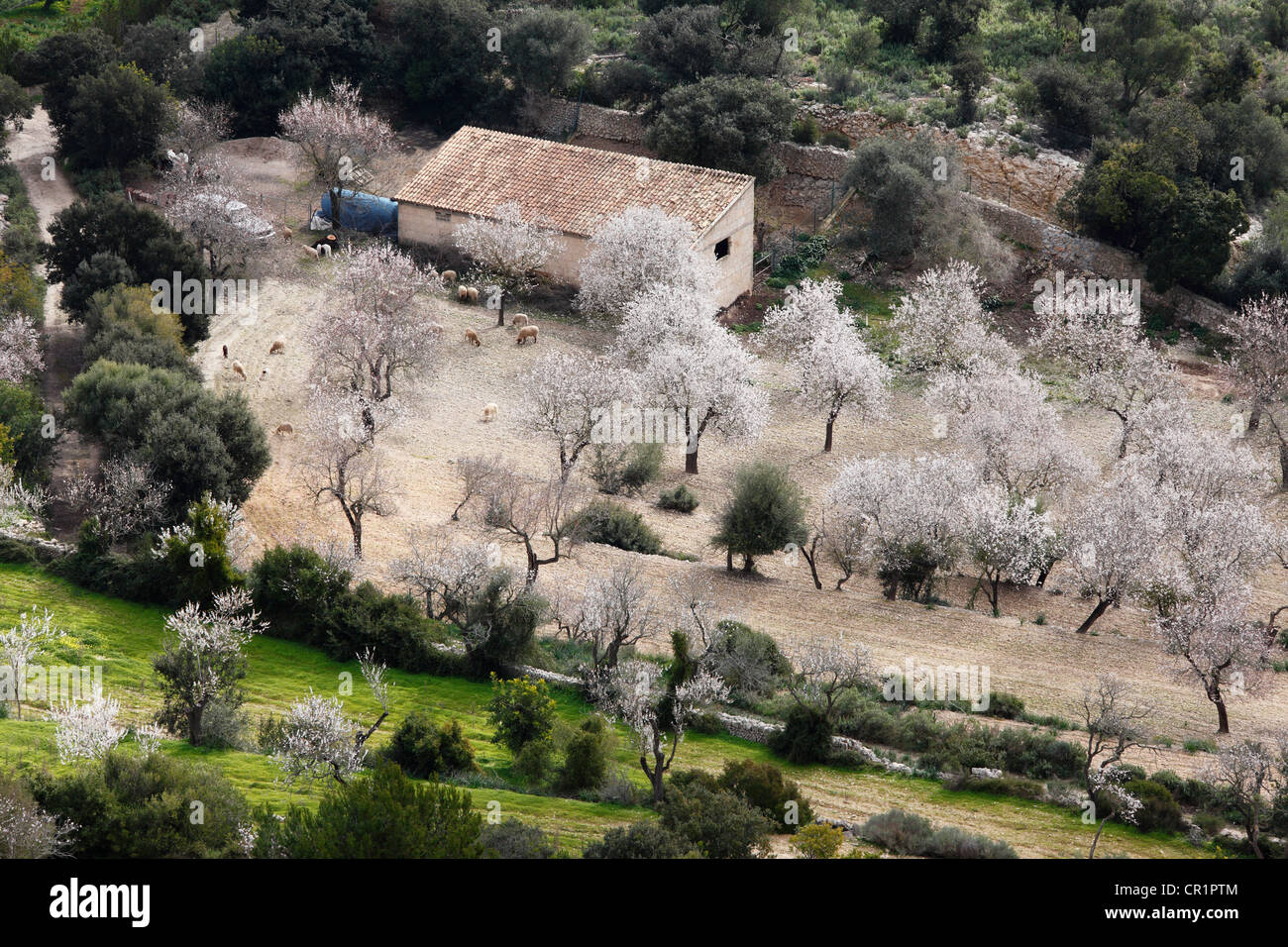 Blossoming Almond (Prunus dulcis) trees, view from Puig de Randa, Majorca, Balearic Islands, Spain, Europe Stock Photo