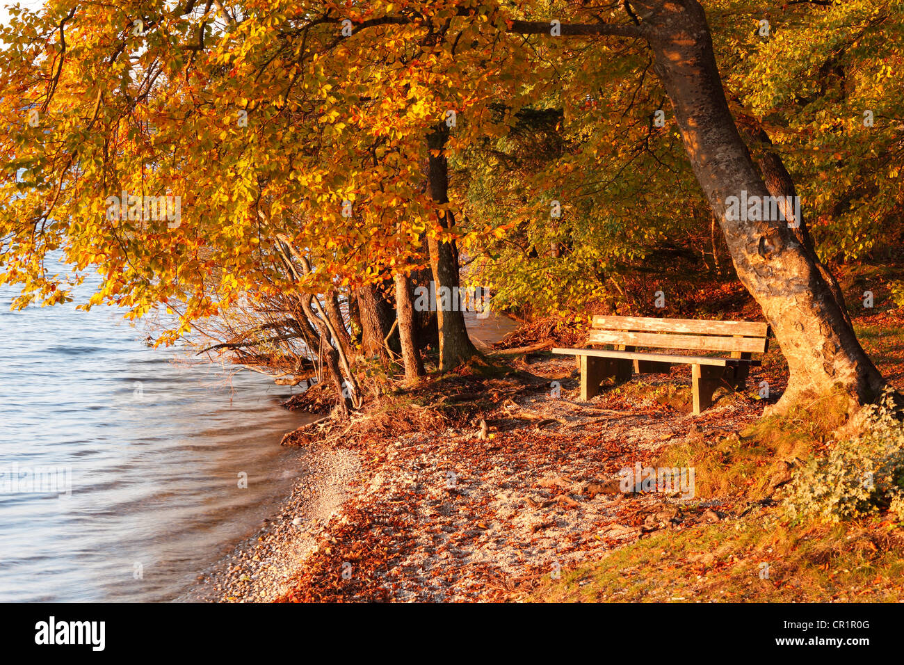 Bench under autumn beeches on the shores of Lake Starnberger See in the evening light, at Allmannshausen, Fuenfseenland area Stock Photo