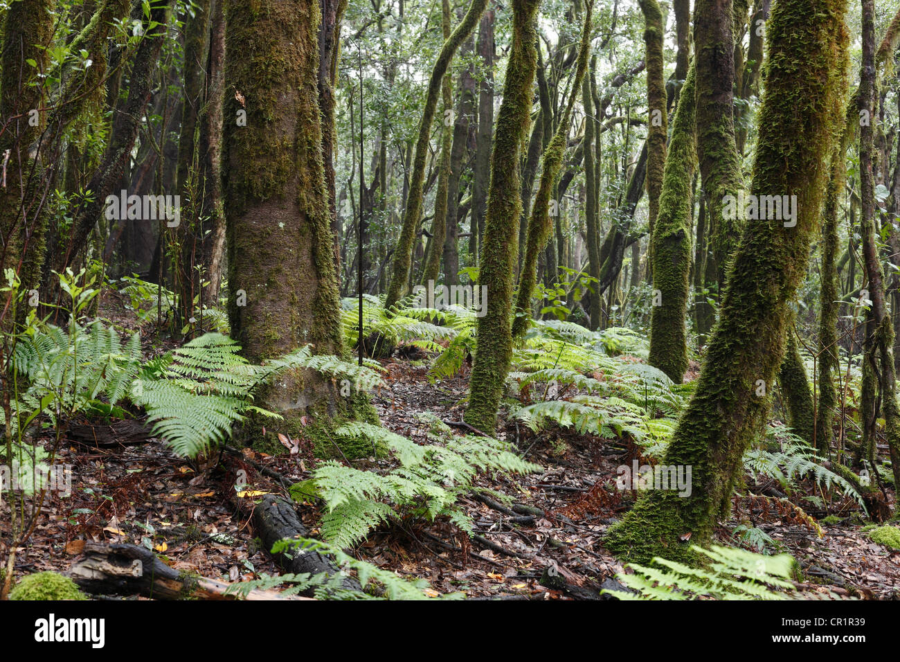Ferns in the laurel forest, Garajonay National Park, UNESCO World Heritage Site, La Gomera, Canary Islands, Spain, Europe Stock Photo