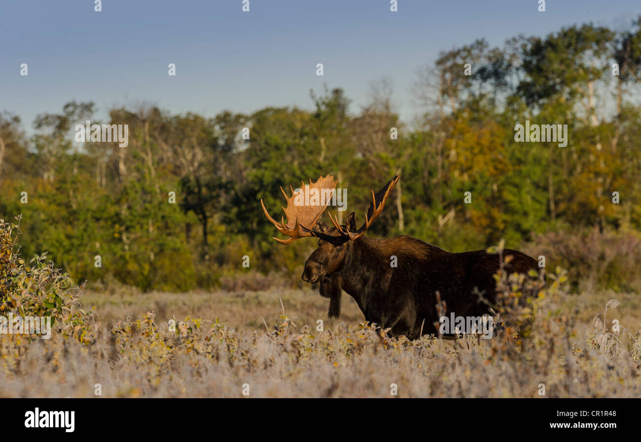 Bull moose in early morning light and frost in Riding Mountain National Park, Manitoba, Canada Stock Photo