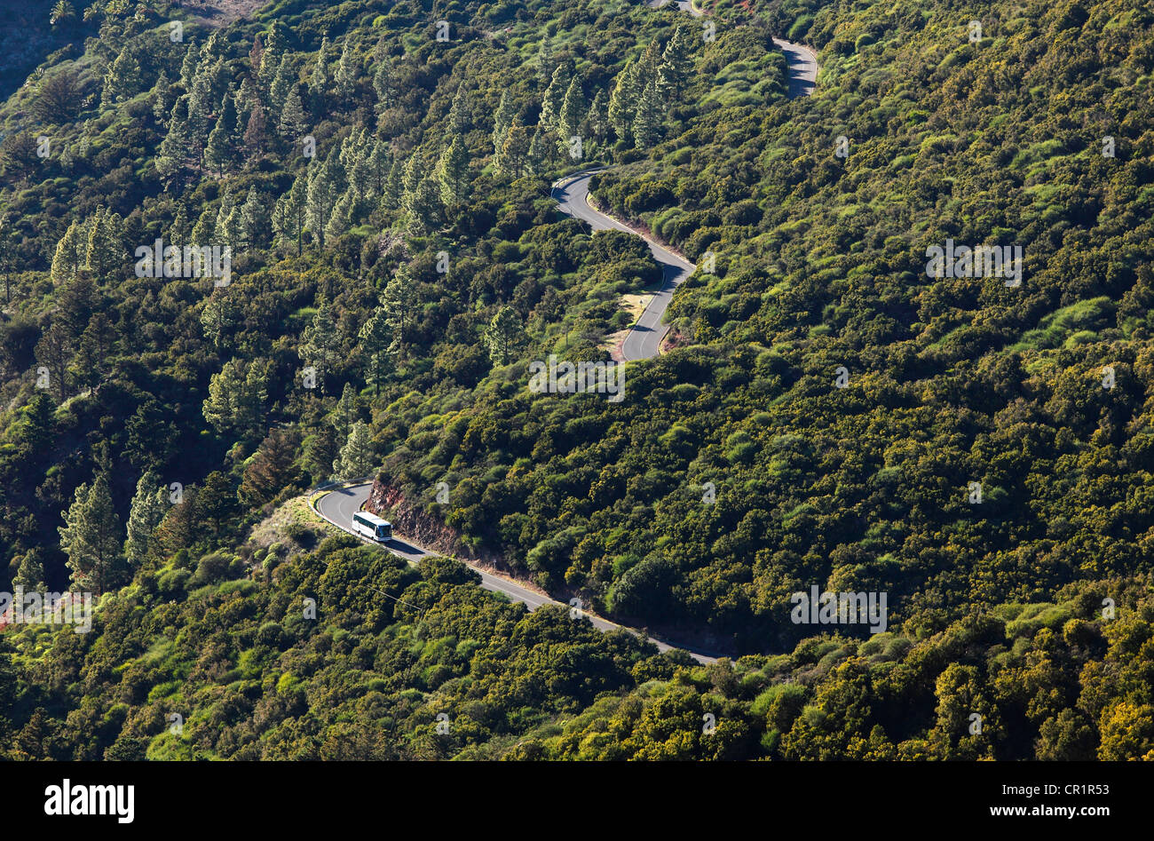 Road through a forest, Garajonay National Park, view from Garajonay mountain, La Gomera island, Canary Islands, Spain, Europe Stock Photo