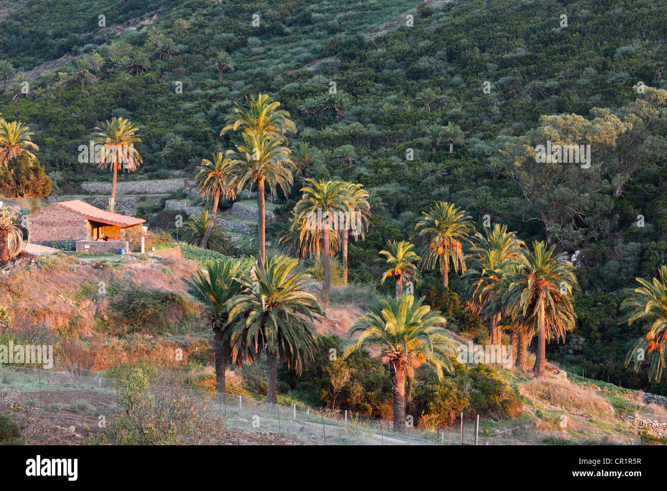 House and palm trees, Las Hayas, La Gomera, Canary Islands, Spain, Europe Stock Photo